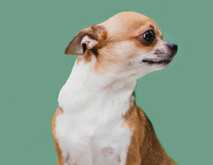 boardmoor pet resort, colorado springs pet boarding, colorado springs dog boarding, colorado springs #1 pet boarding, dog boarding colorado springs, pet boarding colorado springs, top rated dog boarding colorado springs, pet sitting colorado springs, best pet sitter colorado springs, dog wash colorado springs, pet washing colorado springs, dog grooming colorado springs, dog bathing colorado springs