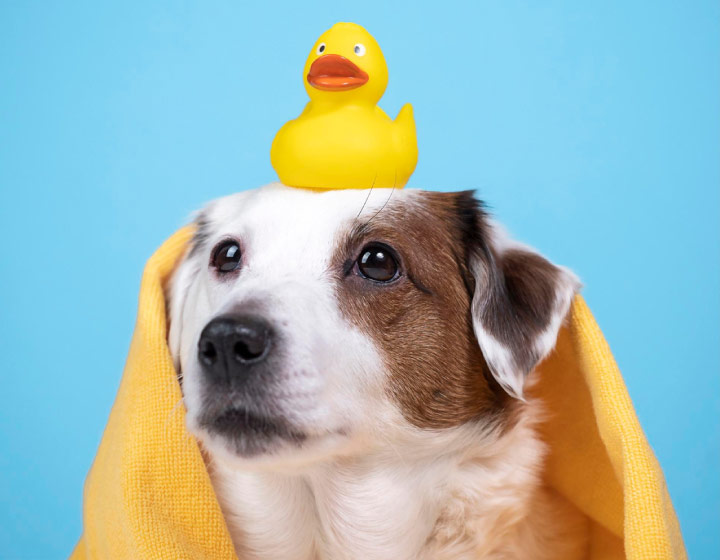 boardmoor pet resort, colorado springs pet boarding, colorado springs dog boarding, colorado springs #1 pet boarding, dog boarding colorado springs, pet boarding colorado springs, top rated dog boarding colorado springs, pet sitting colorado springs, best pet sitter colorado springs, dog wash colorado springs, pet washing colorado springs, dog grooming colorado springs, dog bathing colorado springs