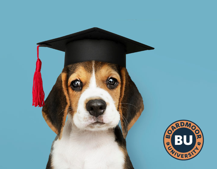 boardmoor pet resort, colorado springs pet boarding, colorado springs dog boarding, colorado springs #1 pet boarding, dog boarding colorado springs, pet boarding colorado springs, top rated dog boarding colorado springs, pet sitting colorado springs, best pet sitter colorado springs, dog wash colorado springs, pet washing colorado springs, dog grooming colorado springs, dog bathing colorado springs